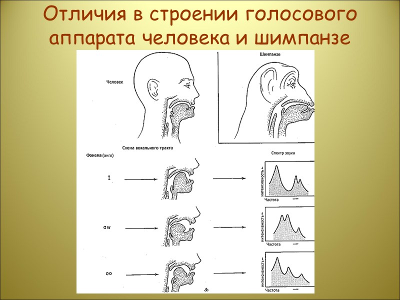 Отличия в строении голосового аппарата человека и шимпанзе